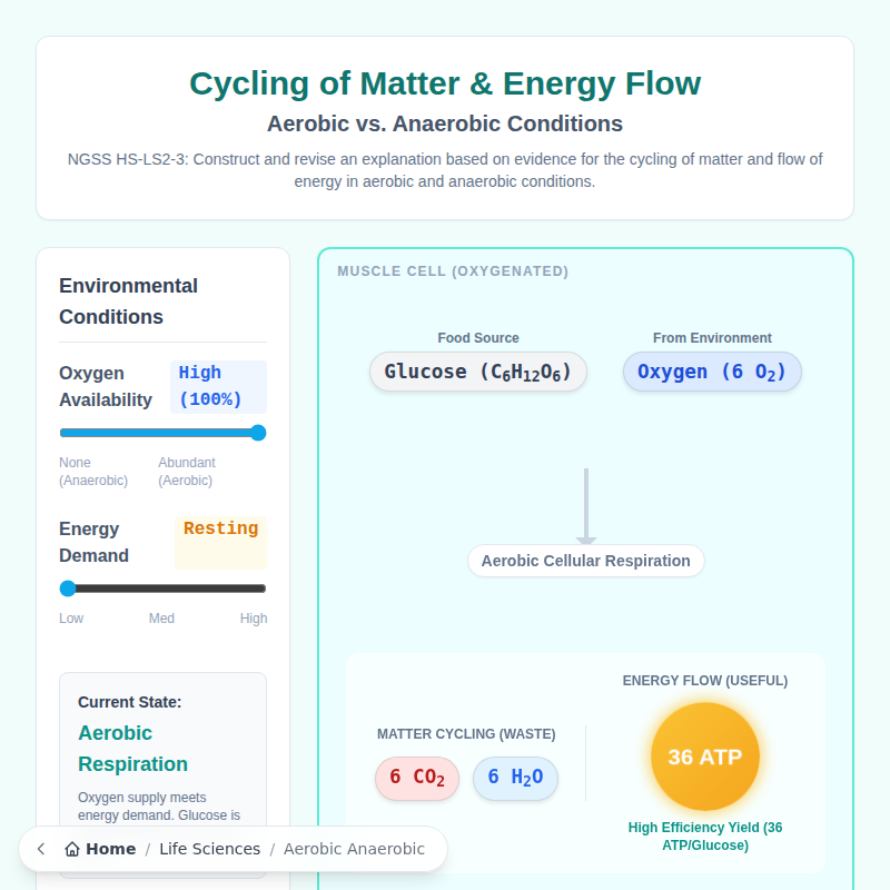 Modelo de respiración aeróbica vs anaeróbica