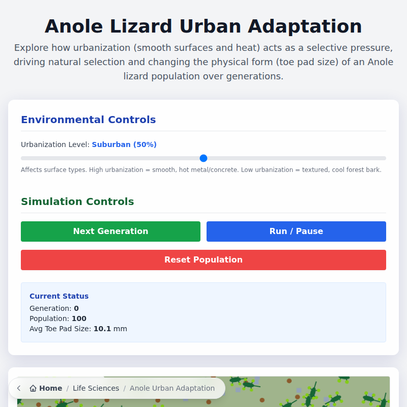 Anole Lizard Urban Adaptation
