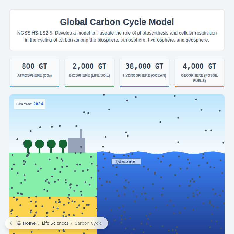 Global Carbon Cycle Simulation