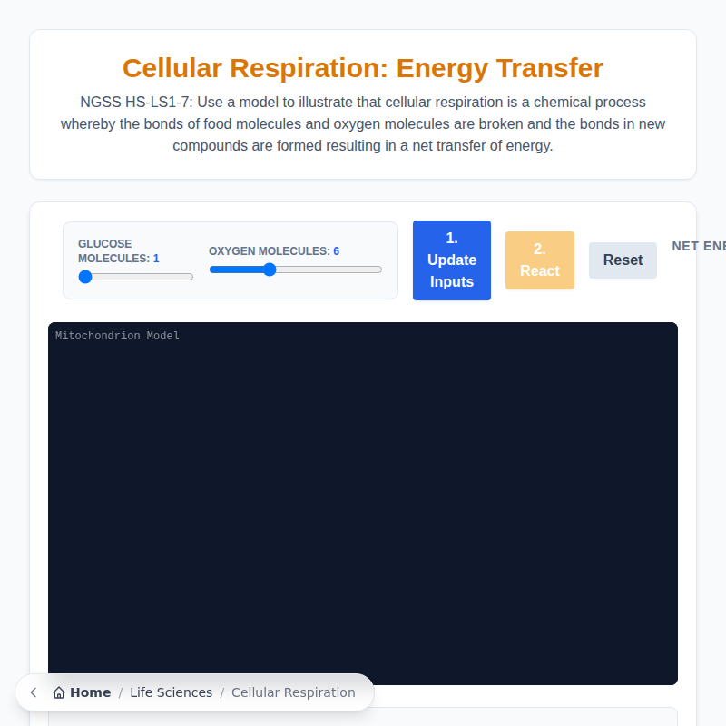 Cellular Respiration Energy Model