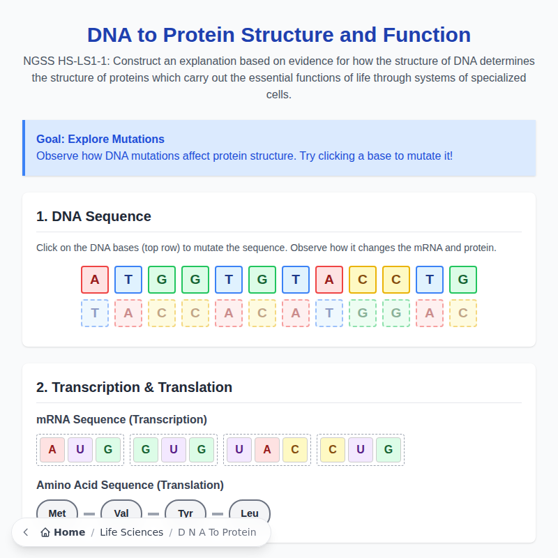 DNA to Protein Structure and Function