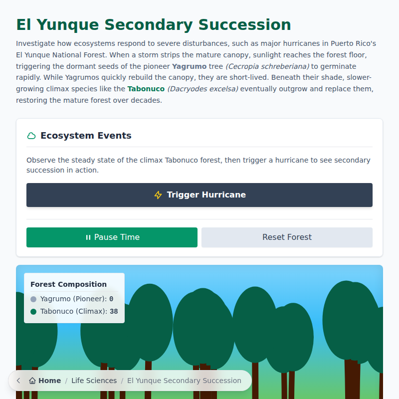El Yunque Secondary Succession