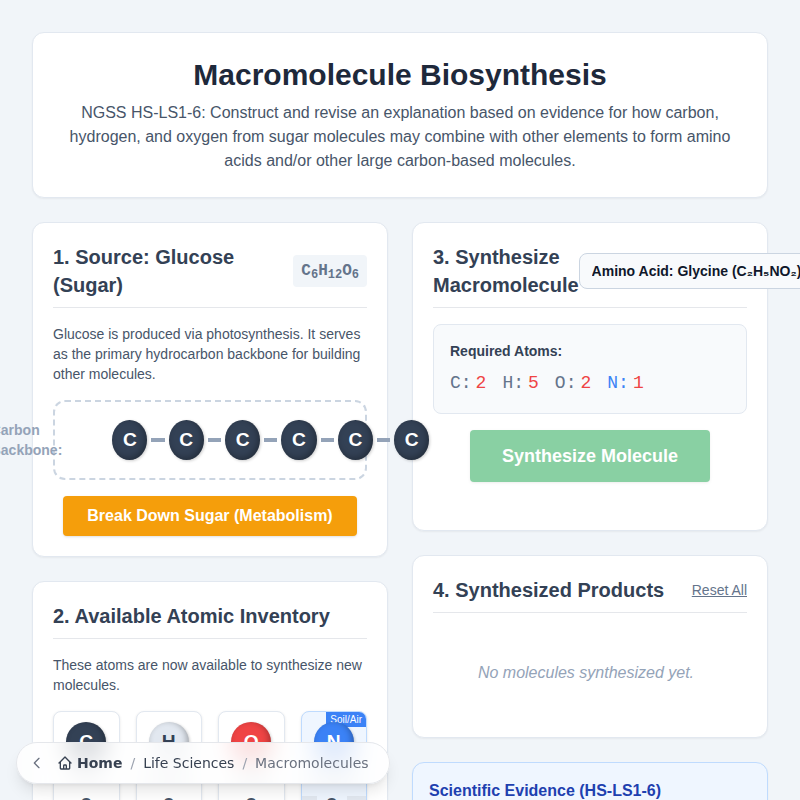 Modelo de biosíntesis de macromoléculas