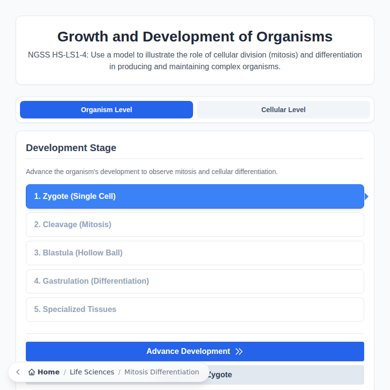 Modelo de mitosis y diferenciación celular
